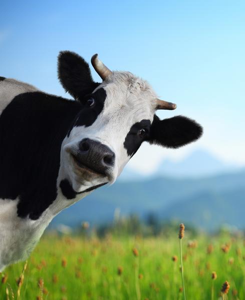 Cows and Coffee at Asam Acres